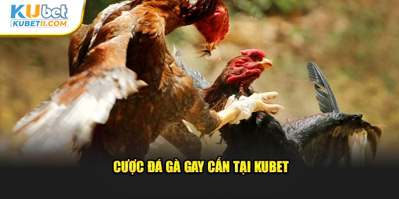 Cược đá gà gay cấn tại Kubet